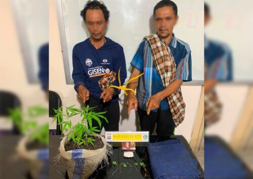 Tanam Sembilan Batang Ganja, Pria di Agam Ditangkap, Adiknya Ikut Diringkus