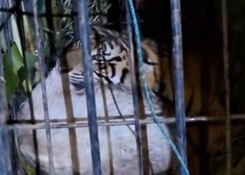 Video: Seekor Harimau Masuk Perangkap di Agam