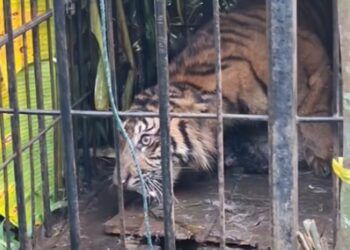 Harimau Sumatra Masuk Kandang Jebak di Agam Usai Mangsa Kambing Warga