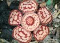 Bunga Rafflesia Hasseltii Mekar Sempurna Ditemukan di Objek Wisata Sijunjung