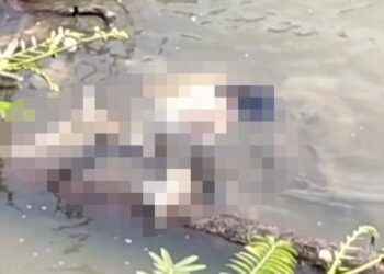 Sesosok mayat perempuan ditemukan dalam kondisi terapung di sekitar Dusun Rimbo Sitapuang, Desa Rambai, Kecamatan Pariaman Selatan, Kota Pariaman, Sumatera Barat (Sumbar), pada Senin (17/8/2026) sekitar pukul 12.00 WIB.