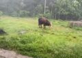 Video: Fenomena Hujan Es Guyur Lima Puluh Kota