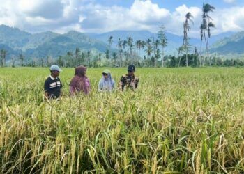 Sawah Terdampak Bencana di Padang Pariaman Kembali Subur, Panen Diperkirakan Sepekan Lagi