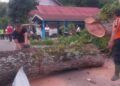 Pohon Besar Timpa Minibus di Pasaman, Jalur Medan—Bukittinggi Macet Satu Jam
