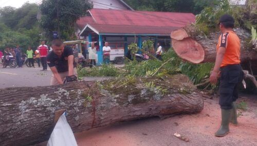 Pohon Besar Timpa Minibus di Pasaman, Jalur Medan—Bukittinggi Macet Satu Jam