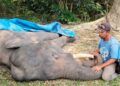 Gajah Sumatra Diego Mati di Pusat Latihan, Ini Kronologi Sakit hingga Kritis