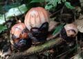 14 Bunga Langka Rhizanthes Lowii Ditemukan di Agam, 4 Sudah Mekar