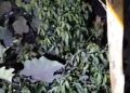 Erupsi Marapi Semburkan Abu Tebal, Petani di Agam Terancam Gagal Panen