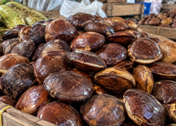 Harga Jengkol Turun, Ikut Menahan Laju Inflasi Sumbar